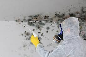 Best Forensic Mold Investigation in Shakopee, MN